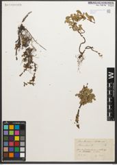 Foto von Salix retusa L.